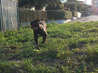 cane corso italian mastiff